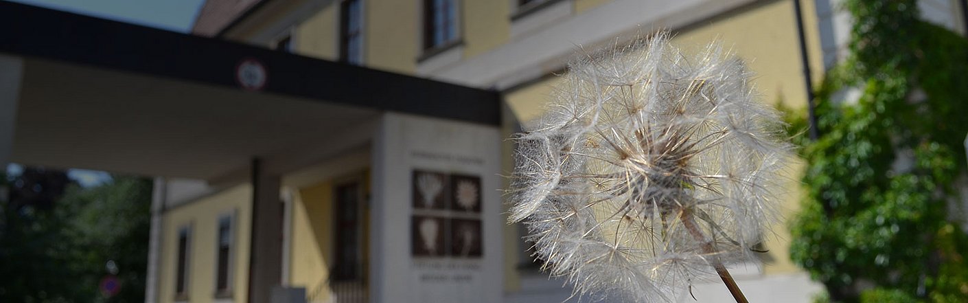 Im Vordergrund ist eine Pusteblume. Das Symbol der Herrnhuter Diakonie. Im Hintergrund ist ein Gebäude der Herrnhuter Diakonie abgebildet.