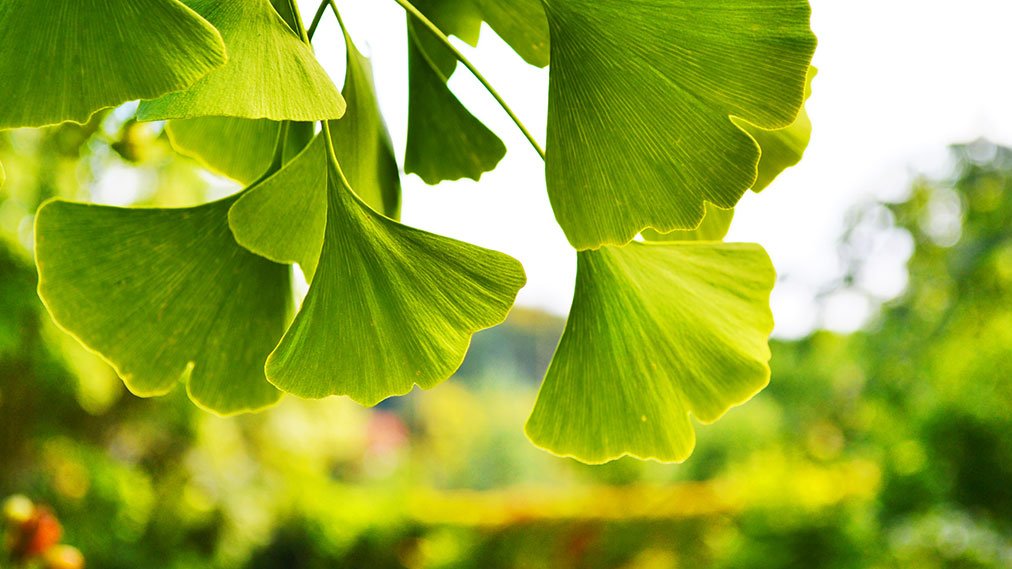 ginkgo